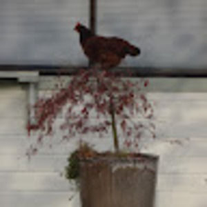 Meet your Posher, Dawn